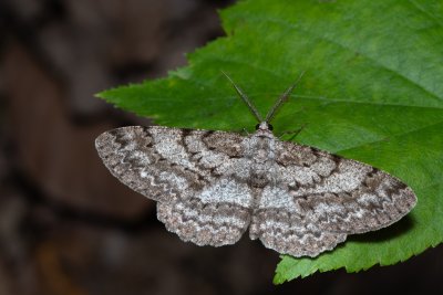 Hypomecis punctinalis (různorožec ovocný)