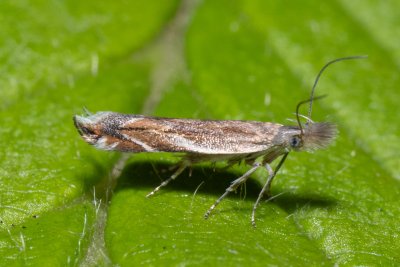 Sophronia sicariellus (-)