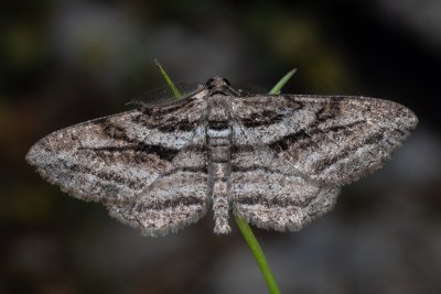Peribatodes correptaria (-)