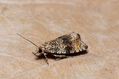 Celypha lacunana (obaleč jahodníkový)