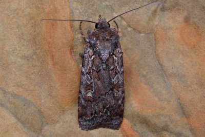 Euxoa tritici (osenice pšeničná)