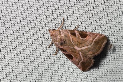 Eucarta virgo (blýskavka panenská)