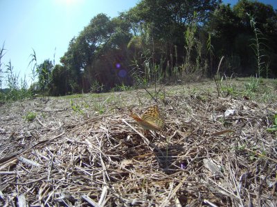 Argynnis pandora (perleťovec červený)