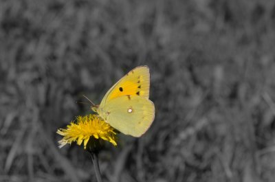 žluťásek čilimníkový/tolicový