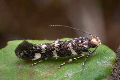 Eteobalea serratella (-)