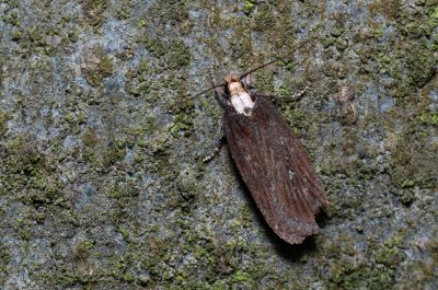 Depressaria emeritella (-)