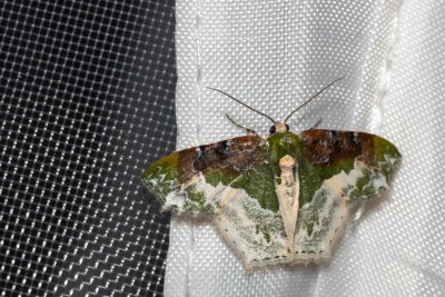 Eucyclodes semialba (-)