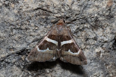 Grammodes stolida (hnědopáska jižní)