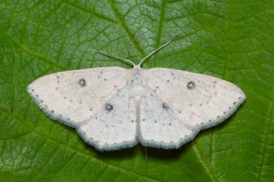 Cyclophora albipunctata (očkovec olšový)