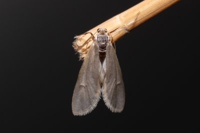 Acentria ephemerella (vílenka bílá)