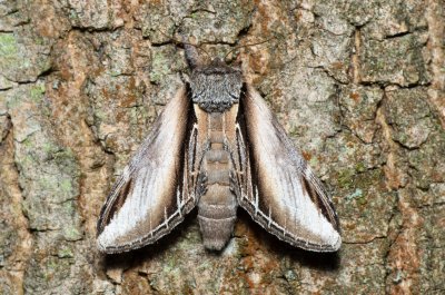 Pheosia tremula (hřbetozubec osikový)