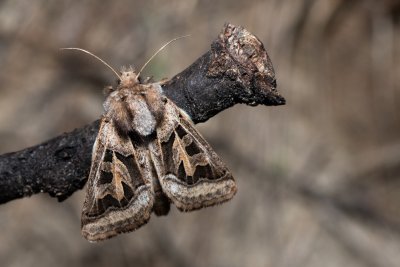 Episema glaucina (jasnobarvec západní)