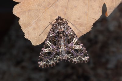 Sideridis rivularis (můra silenková)