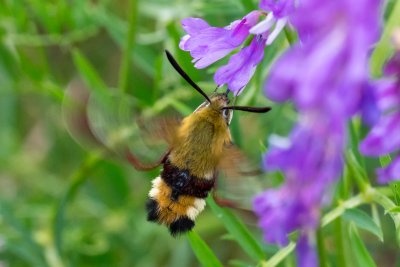 Hemaris fuciformis (dlouhozobka zimolezová)