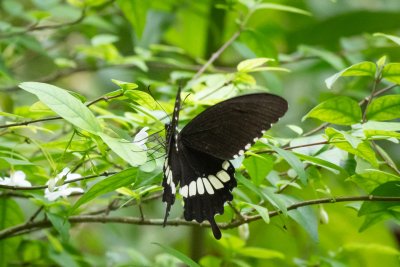 Papilio polytes (-)