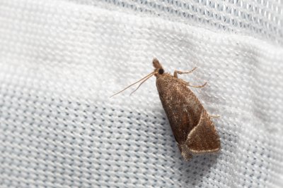 Thiodia torridana (-)