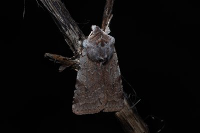 Cerastis rubricosa (osenice jarní)