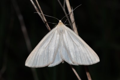 Siona lineata (bělokřídlec luční)