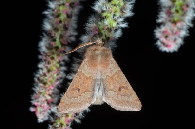 Orthosia miniosa (jarnice zardělá)