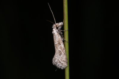 Ateliotum hungaricellum (-)