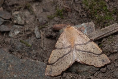 Colotois pennaria (zejkovec pozdní), PR Kamenný vrch