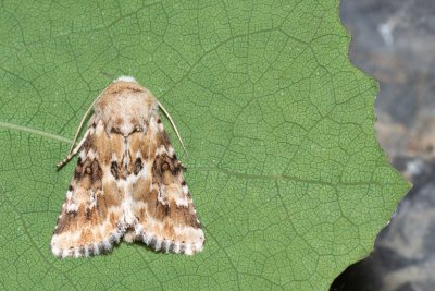 Eremobia ochroleuca (travařka okrová)