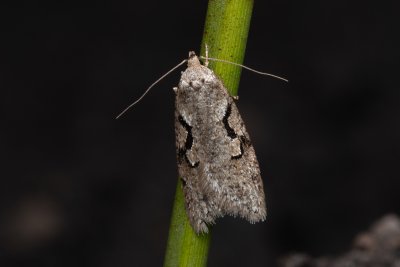 Semioscopis steinkellneriana (-)