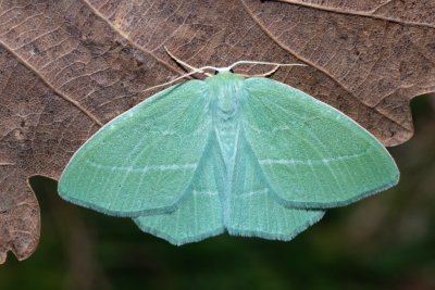 Hemistola chrysoprasaria (zelenopláštník plaménkový)