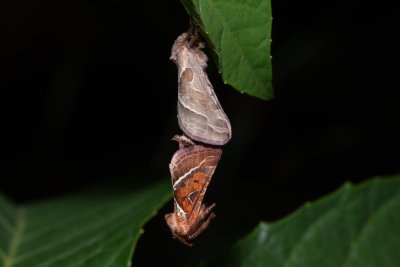 Triodia sylvina (hrotnokřídlec salátový)