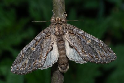 Peridea anceps (hřbetozubec plachý)