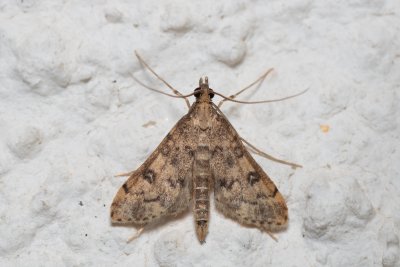 Dolicharthria bruguieralis (-)