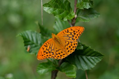 perleťovec stříbropásek