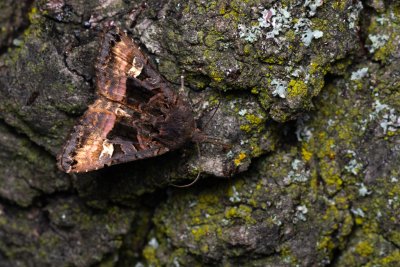 Euplexia lucipara (blýskavka ostružiníková)