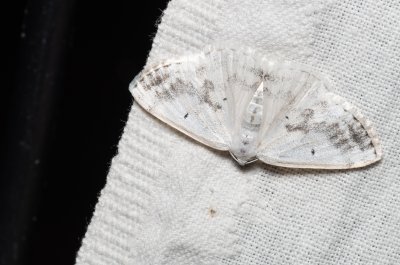 Lomographa temerata (tmavoskvrnáč zahradní)