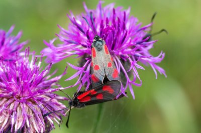 Zygaena loti (vřetenuška kozincová)