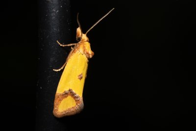 Agapeta zoegana (obalečík kroužkovaný)