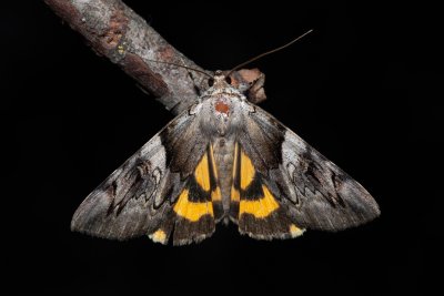 Catocala fulminea (stužkonoska švestková)