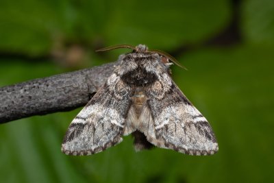 Drymonia dodonaea (hřbetozubec hnědý)
