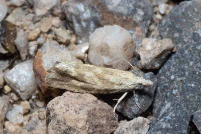 Thiodia citrana (obaleč pomerančovníkový)