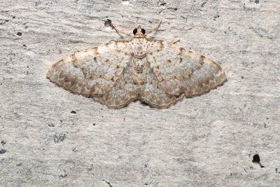 Camptogramma scripturata (-)