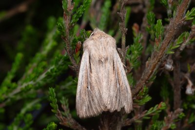 Leucania comma (plavokřídlec čárkovaný), PP Pohoří na Šumavě
