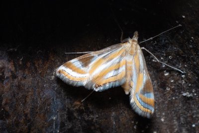 Eoophyla nigripilosa (-)