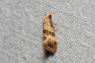Phalonidia contractana (-)