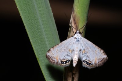 Cataclysta lemnata (vílenka okřehková)