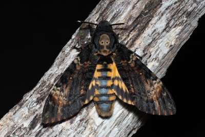 Acherontia atropos (lišaj smrtihlav)