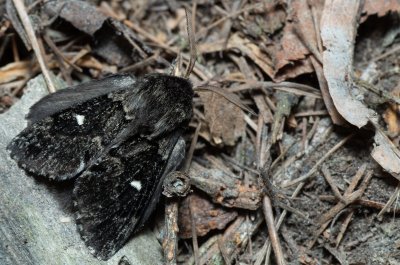 Cosmotriche lobulina (bourovec měsíčitý)