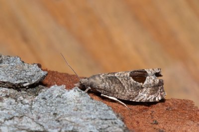 Notocelia uddmanniana (obaleč ostružníkový)