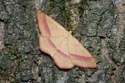 Rhodostrophia vibicaria (žlutokřídlec janovcový)