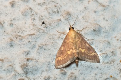 Ostrinia nubilalis (zavíječ kukuřičný)