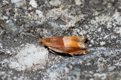 Ancylis mitterbacheriana (obaleč hnědoskvrnný)